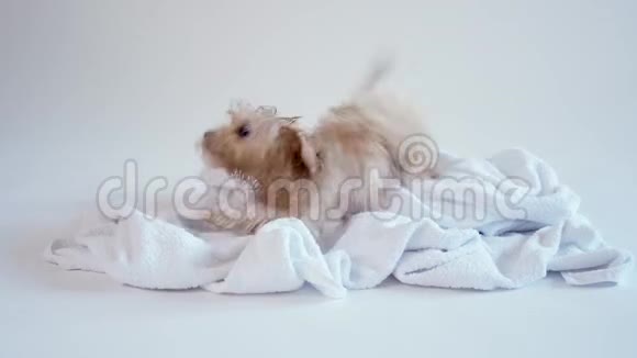 小狗在白色背景下洗澡后在毛巾上玩耍视频的预览图