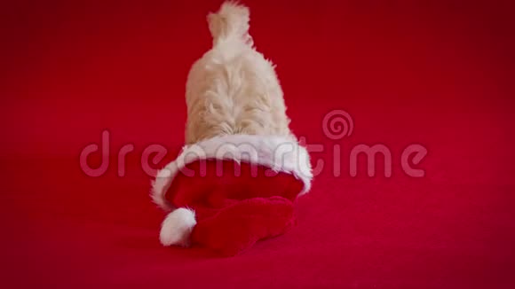 小狗和圣诞老人戴着红色帽子玩视频的预览图