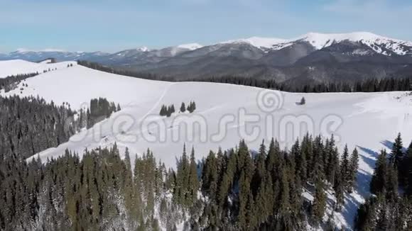 飞越雪山和杉林之上的雪山喀尔巴阡山滑雪胜地视频的预览图