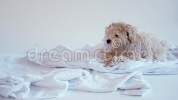 小狗在白色背景下洗澡后在毛巾上玩耍视频的预览图