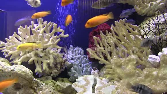 大型水族馆有明亮的鱼视频的预览图