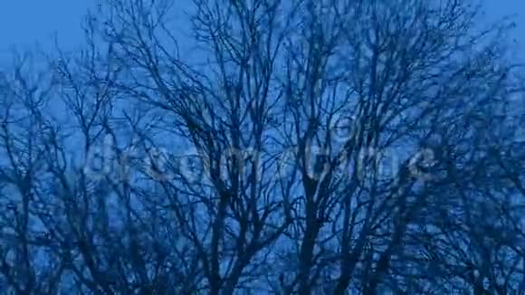 寒冷的冬季夜晚风吹落树木视频的预览图