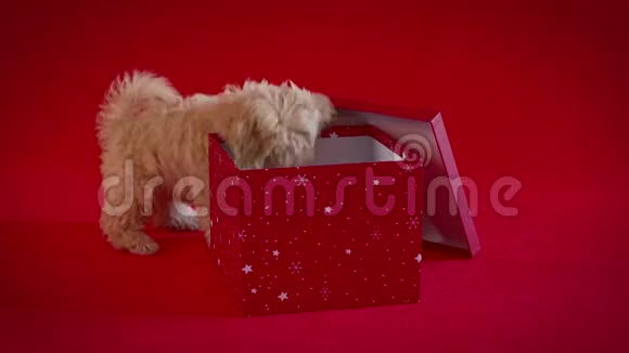 小狗在红色背景下玩一盒圣诞礼物视频的预览图