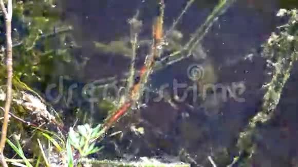 很多蝌蚪在水下视频的预览图