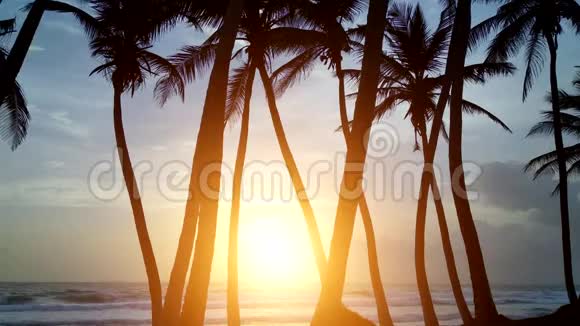 委内瑞拉海岸的黎明有棕榈树视频的预览图