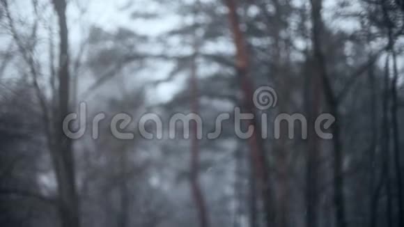 雪落在模糊的树木背景上慢镜头视频的预览图