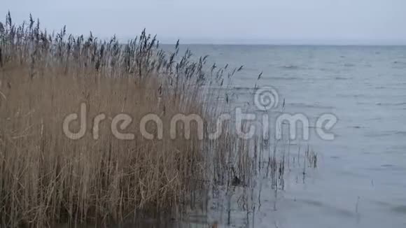 多云天气下干燥的黄色芦苇在湖面上随风摆动视频的预览图