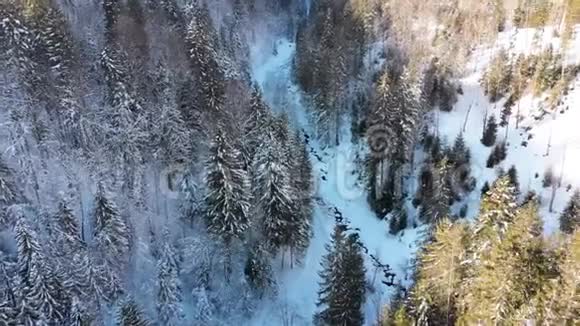 在雪山树顶附近的冬季针叶树喀尔巴阡山森林的鸟瞰图视频的预览图