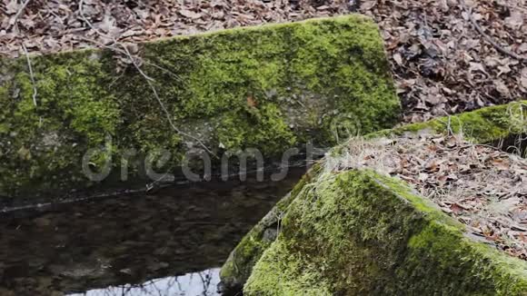 森林溪边苔藓上的石头视频的预览图