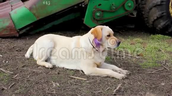 拉布拉多狗躺在收割机附近的草地上那只光狗浑身泛着紫色视频的预览图