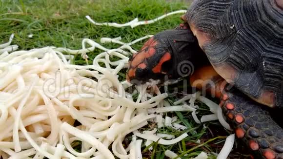 拉丁美洲的乌龟吃意大利面视频的预览图
