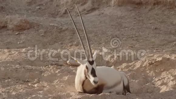 阿联酋动物园里的阿拉伯白玛瑙视频的预览图