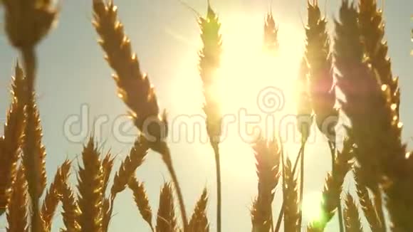 在蓝天的映衬下成熟的小麦小麦穗粒摇风谷物收获成熟视频的预览图