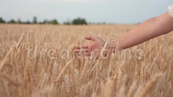 自由的年轻女农民走在一片粮田用成熟的小麦小穗触摸手的概念视频的预览图