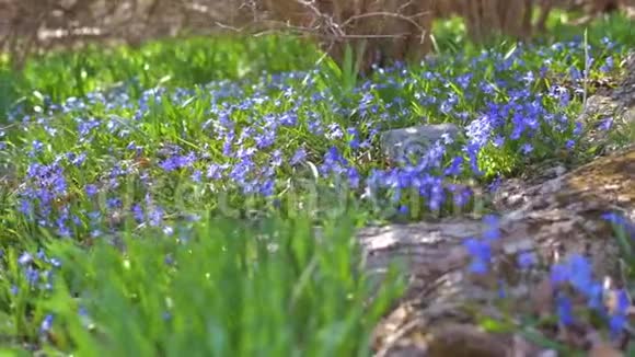早春公园里第一朵蓝色的春花视频的预览图