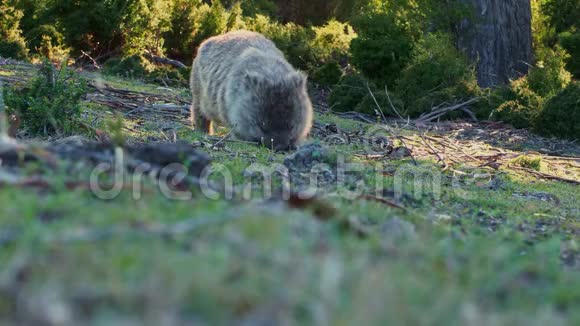 乌巴特斯塔斯马尼亚风景中常见的乌巴特在草地上吃草澳大利亚的素食动物视频的预览图