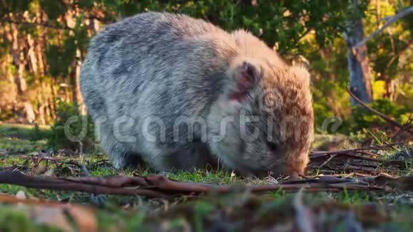 乌巴特斯塔斯马尼亚风景中常见的乌巴特在草地上吃草澳大利亚的素食动物视频的预览图