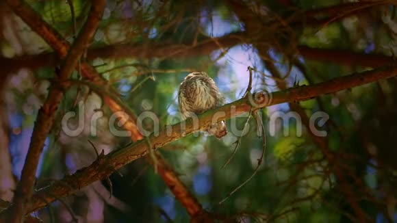 欧亚俾格米OwlGlaucidiumpassinum夏季坐在森林的树枝上面对面地看着镜头视频的预览图