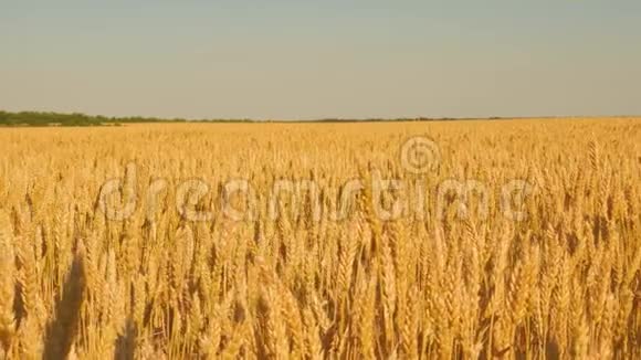 谷物收获在夏天成熟农业商业概念环保小麦成熟小麦田视频的预览图