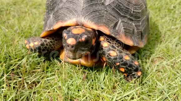 一只有橙色立方体的乌龟在草地上爬行视频的预览图