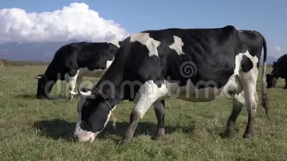 黑白奶牛在农田放牧吃青草晴天的农业景观视频的预览图
