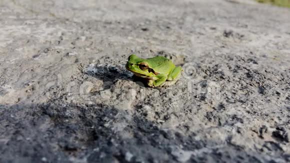 一只绿色青蛙坐在陆地上视频的预览图
