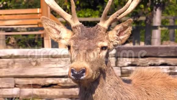 动物园里的鹿动物脸视频的预览图