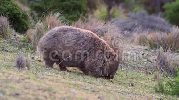 乌塔斯马尼亚风景中常见的袋熊在草地上吃草澳大利亚的素食动物视频的预览图