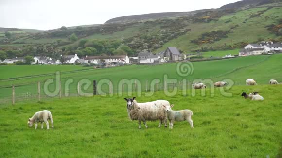 绵羊在田野里放牧视频的预览图
