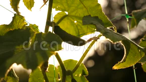 新鲜多汁的黄瓜在树枝上盛开的黄瓜黄瓜在温暖的阳光下生长在开花的灌木上黄瓜视频的预览图