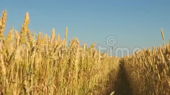 美丽的黄田在蓝天上成熟了小麦小麦穗粒摇风粮食收获视频的预览图
