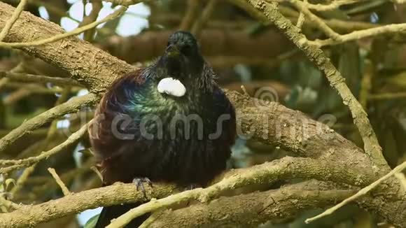 新大陆新西兰特有的新西兰森林鸟坐在森林的树枝上唱歌视频的预览图