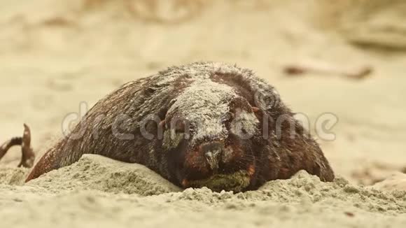 新西兰海狮菲卡尔科斯胡克里瓦卡豪躺在沙滩上的海浪中在新西兰的海湾视频的预览图