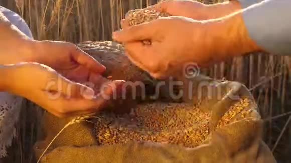 业务人员检查小麦品质农业概念农业企业农夫把粮食倒进视频的预览图