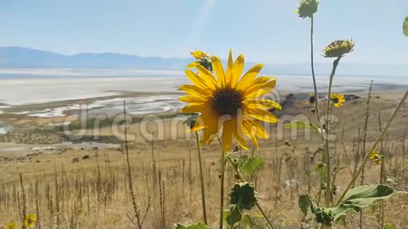 美国犹他州大盐湖羚羊岛田野的野葵视频的预览图