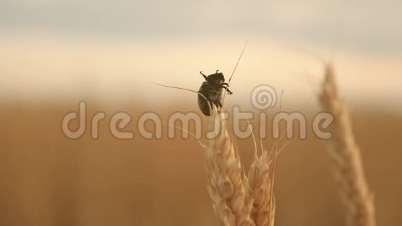 害虫甲虫在田野里沿着成熟的麦穗慢慢爬行农业甲虫吃了又糟视频的预览图