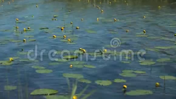 盛开的花女叶黄素视频的预览图