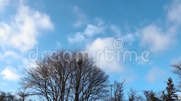蓝天上的树顶和白云背景的壮丽景色视频的预览图