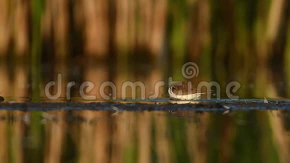 小环沙拉德里奥斯杜比乌斯小涉水鸟在湖中淡水喂食和洗涤洗澡视频的预览图