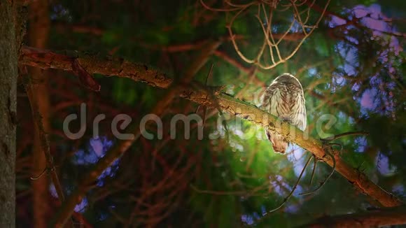 欧亚俾格米OwlGlaucidiumpassinum夏季坐在森林的树枝上面对面地看着镜头视频的预览图