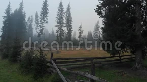 晨雾中的云杉树和木栅栏视频的预览图
