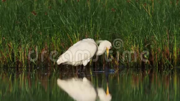 早晨欧亚鸟在浅水中站立绿色的植物白色的鹭鸟长得很长视频的预览图