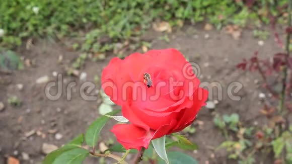 红玫瑰和蜜蜂视频的预览图