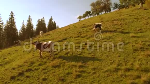 在阳光明媚的日子里山上的牛会倾斜视频的预览图