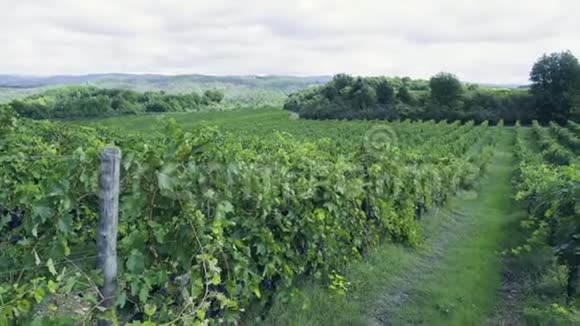 葡萄园葡萄意大利采摘红酒葡萄视频的预览图