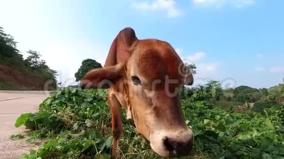 瘦棕色的母牛站在靠近马路的地方吃草饥饿的动物巴拉望菲律宾视频的预览图