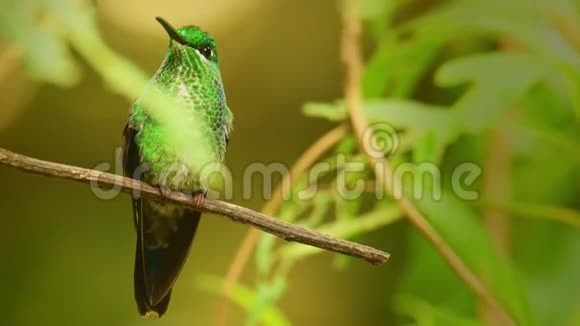 绿冠辉煌Heliodoxacula大型健壮的蜂鸟是一个居住在高地从哥斯达黎加t视频的预览图