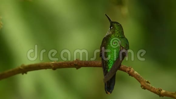 绿冠辉煌Heliodoxacula大型健壮的蜂鸟是一个居住在高地从哥斯达黎加t视频的预览图