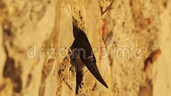 马汀狄利川乌比库姆或北屋马丁是燕子家族的候鸟黑鸟视频的预览图
