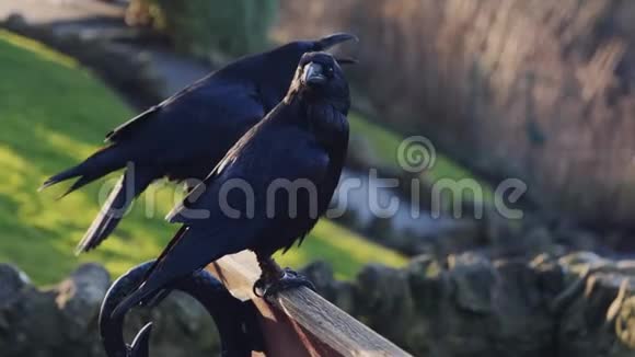 两个黑色乌鸦特写视频的预览图